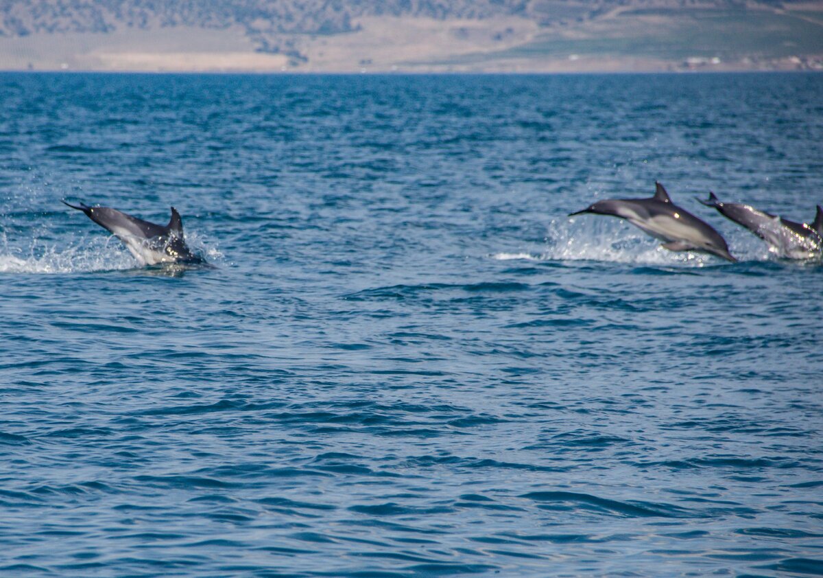 Выпрыгивающие из воды белобокие дельфины