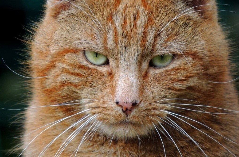 Фото с просторов интернета.


