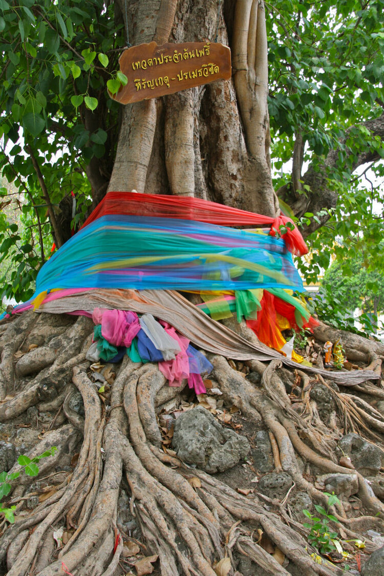 Повесить на дереве. Дерево с ленточками. Тряпочки на дереве. Священное дерево. Буддийские ленточки на деревьях.