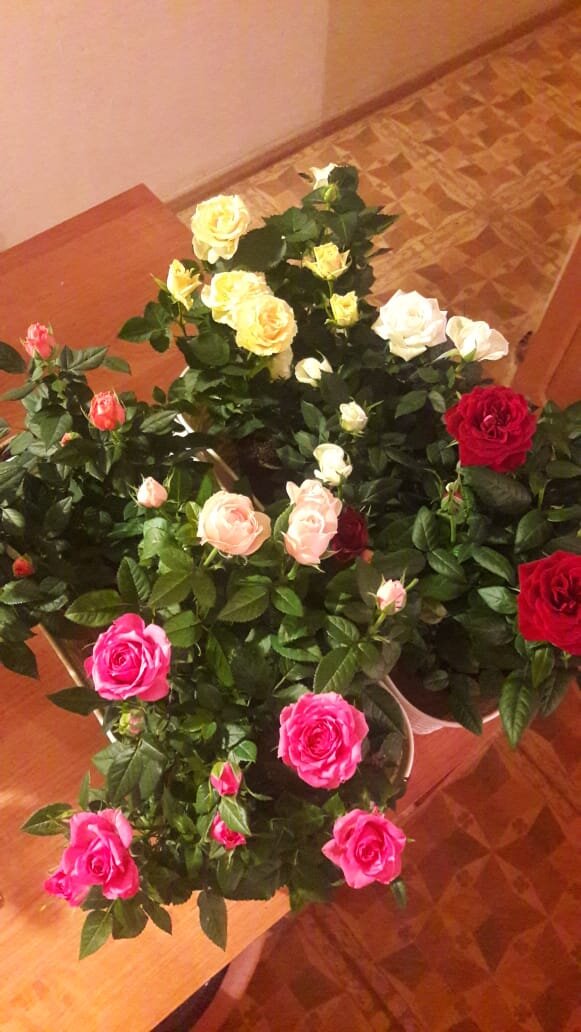 Цветочница анюта розы весной. Цветочница Анюта розы. Оби розы. Цветочница Анюта розы дзен. Цветочница Анюта розы в саду.