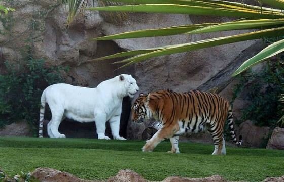 В двадцатом веке ученые открыли больше 50 неизвестных видов животных, в том же столетии с лица Земли исчезло около 100 известных видов. Только млекопитающих за последние 50 лет стало на 25 видов меньше. И в этом виноваты люди. 
