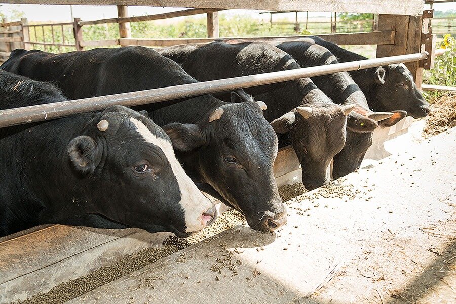 Коровы на ферме 