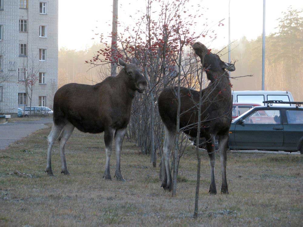 Заречный, Пензенская область. Лоси жили в здешних лесах издревле, а город появился лишь полвека назад. Лоси находят в черте города пищу и воду, а отсутствие волков позволяет им жить спокойнее, чем в лесу. Не так уж и плохо, если бы не машины.