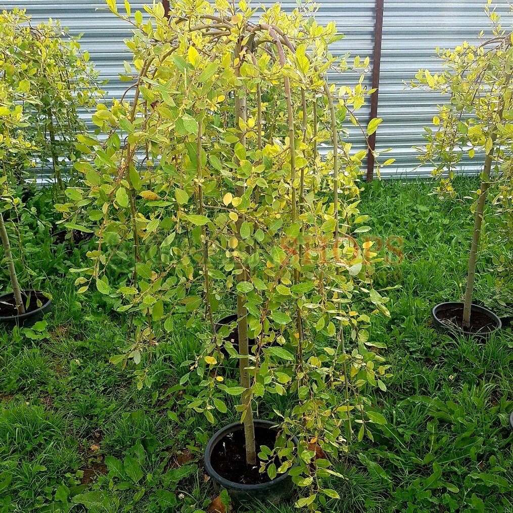 Ива козья «Kilmarnock»