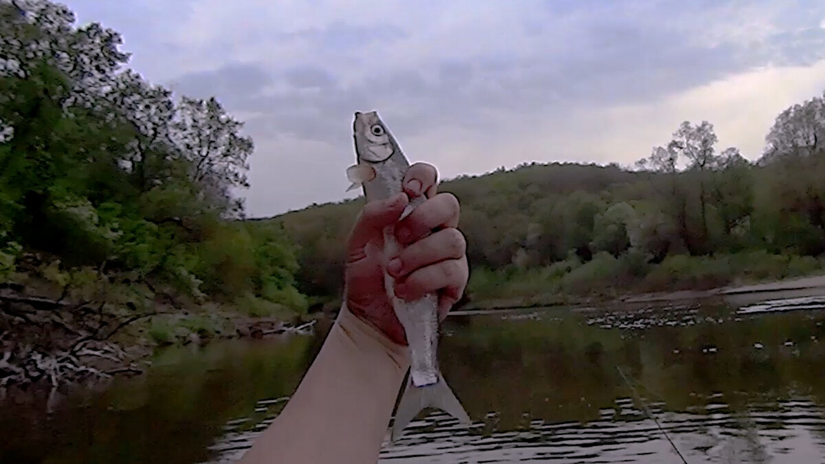 Моя первая в жизни шемая