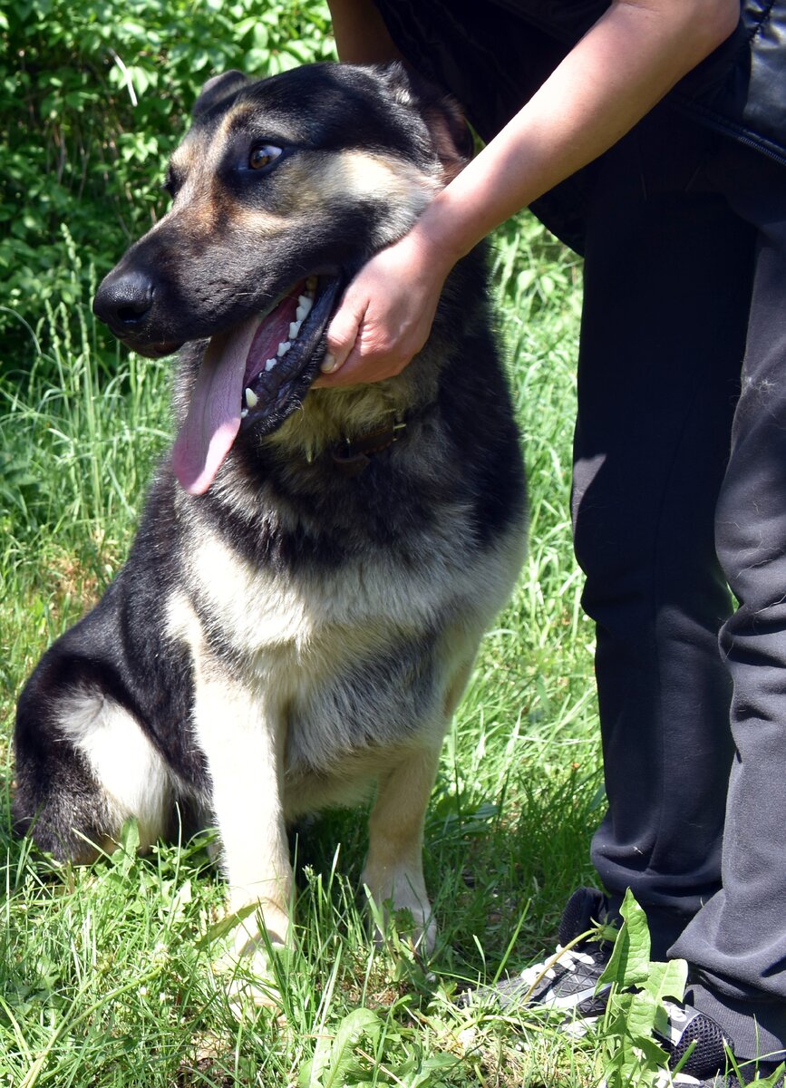 Большой и воспитанный пес со своей хозяйкой.