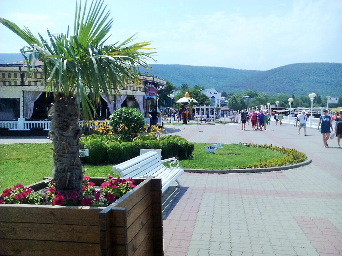 Пальма ул мира 3 село кабардинка фото