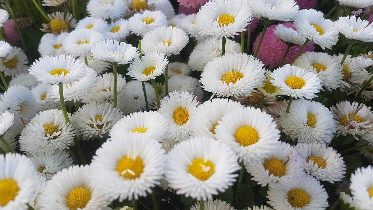 Маргаритка Bellis perennis