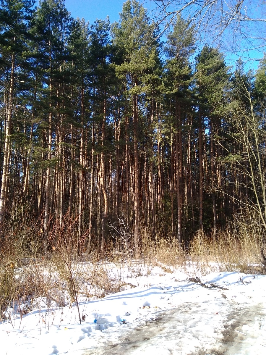                                      Хвойные посадки
