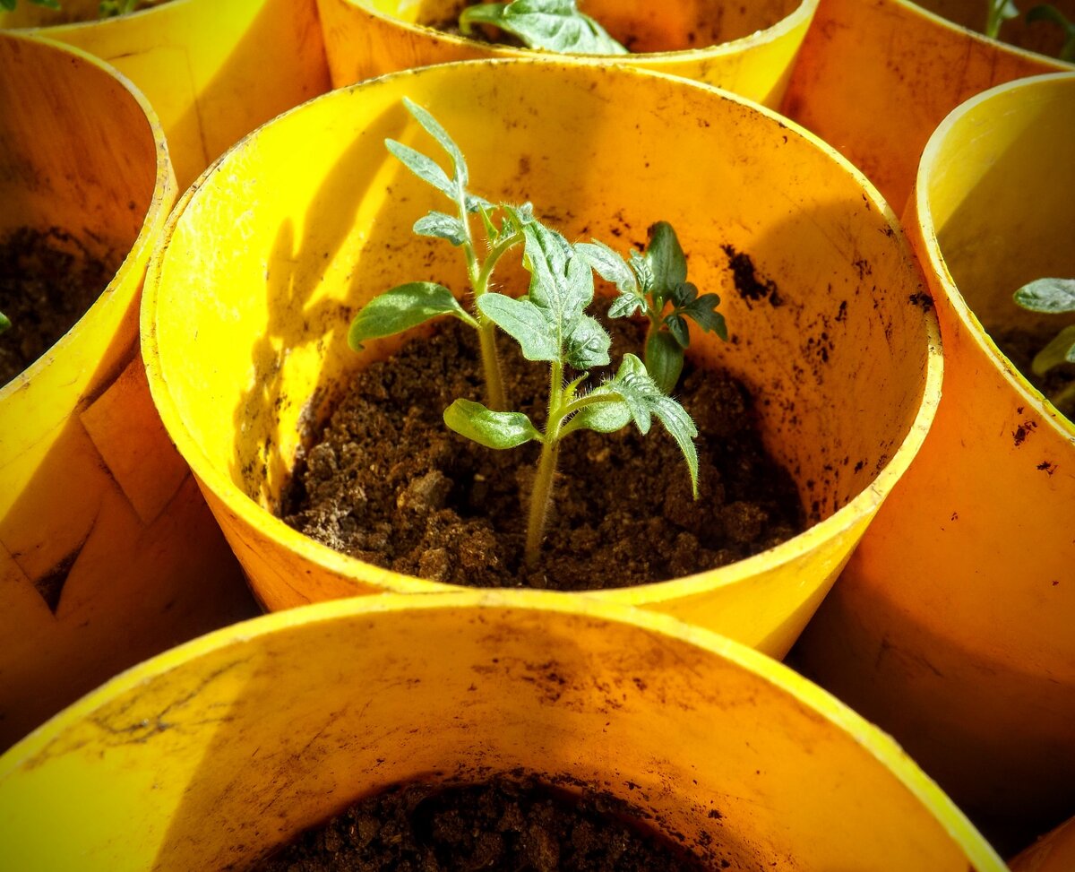 Рассада томата в пластиковых горшках