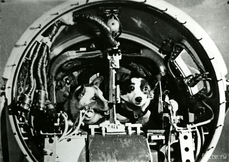 Белка (слева) и Стрелка (справа)