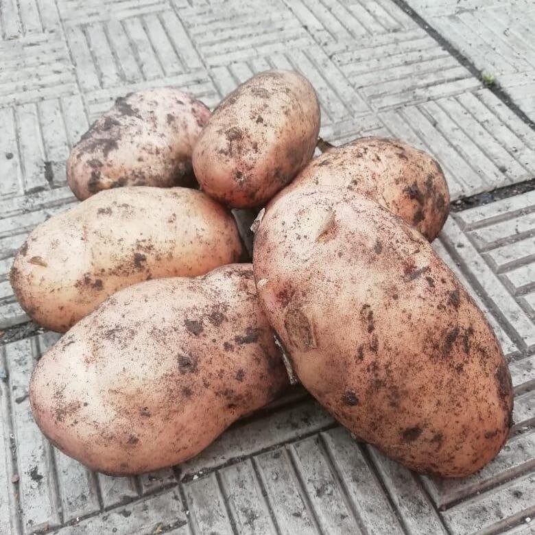 клубни картофеля