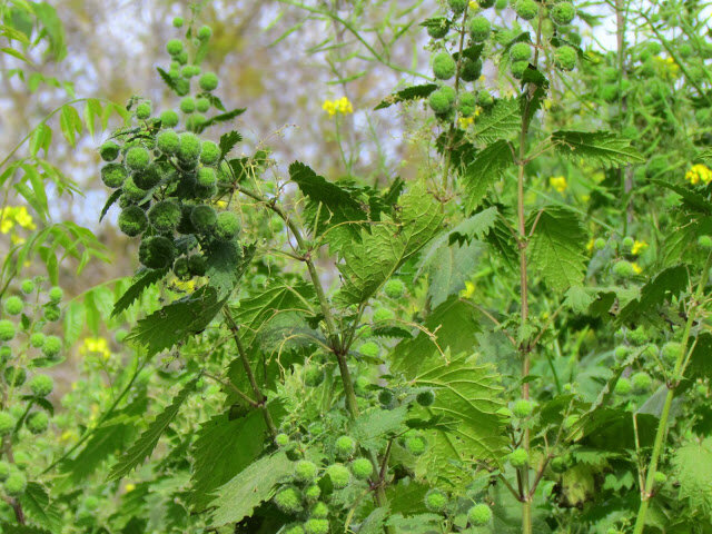 Крапива римская (Urtica pilulifera)