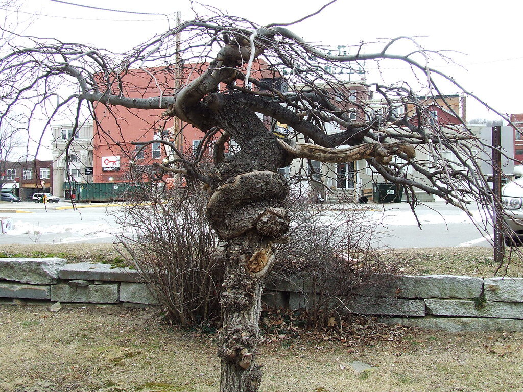 Яндекс картинки, странное дерево.