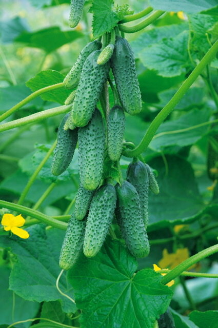 Огурец Пучковое очарование F1