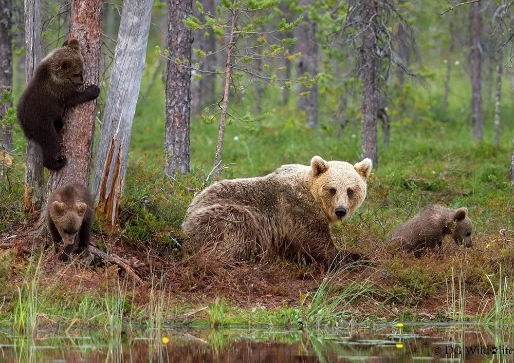 Медведь Гризли в берлоге. Медведь в лесу. Медведь весной. Медведь весной в лесу. Медвежата родились в берлоге