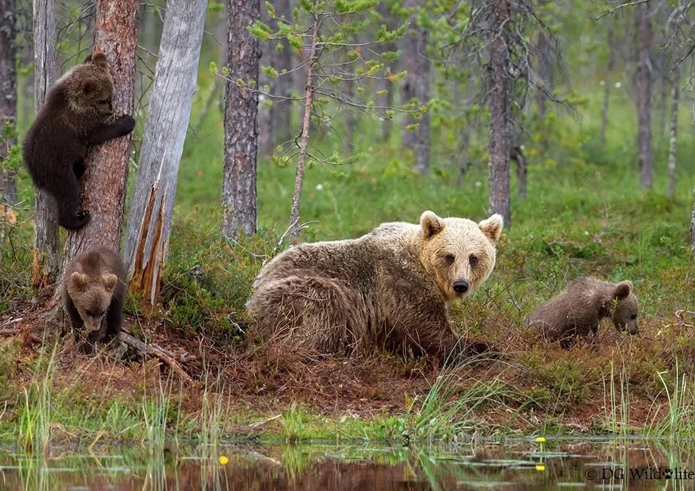 Фото медведя в лесу весной