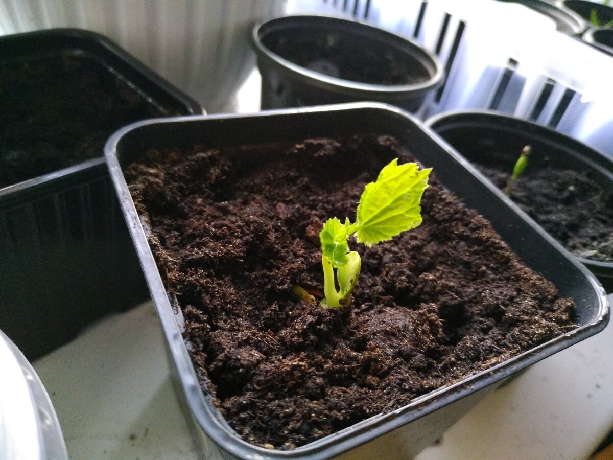 Всходит момордика