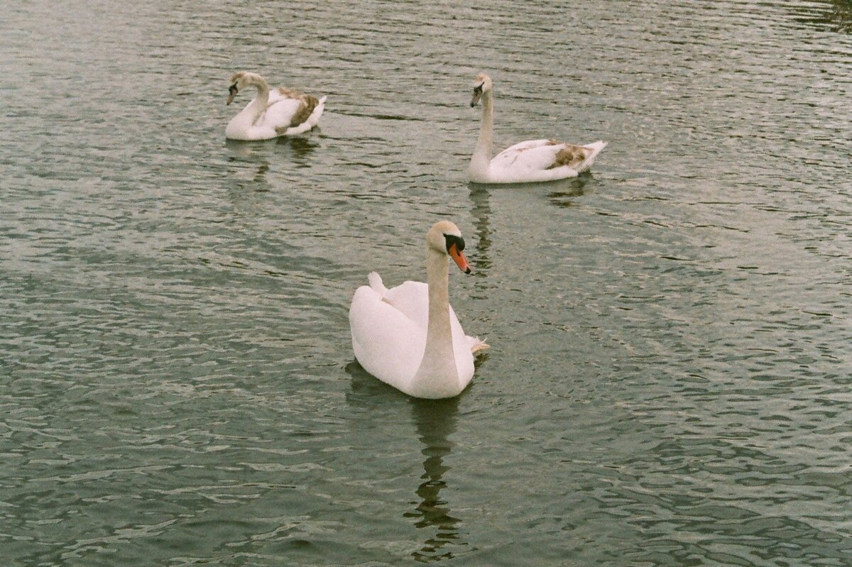 Лебеди на Городищенском озере у Изборска, март месяц