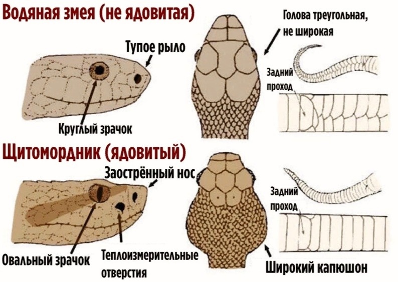 пример двух змей