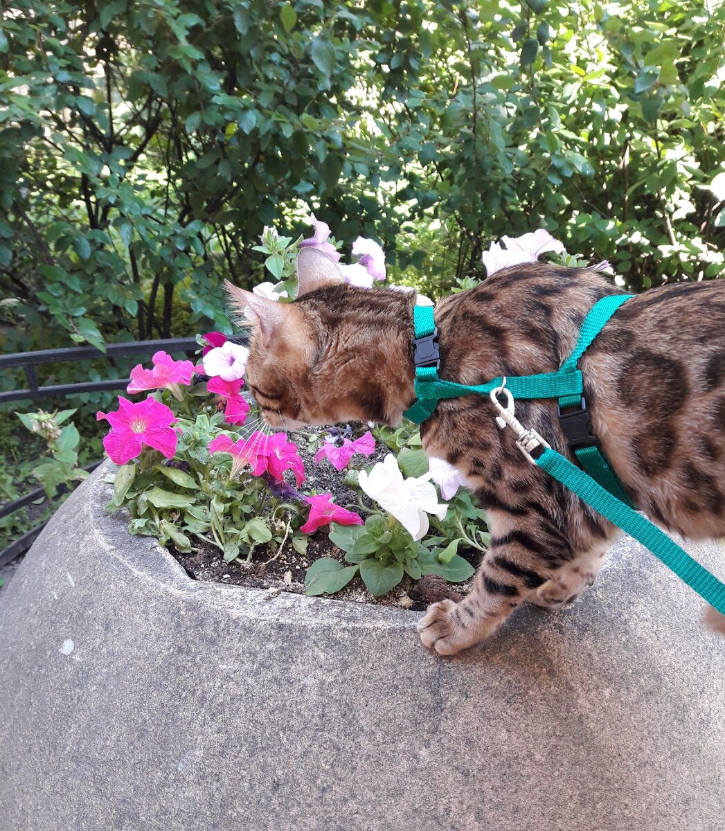 наша первая прогулка, как видно на фото, заинтересовали нас цветы ))