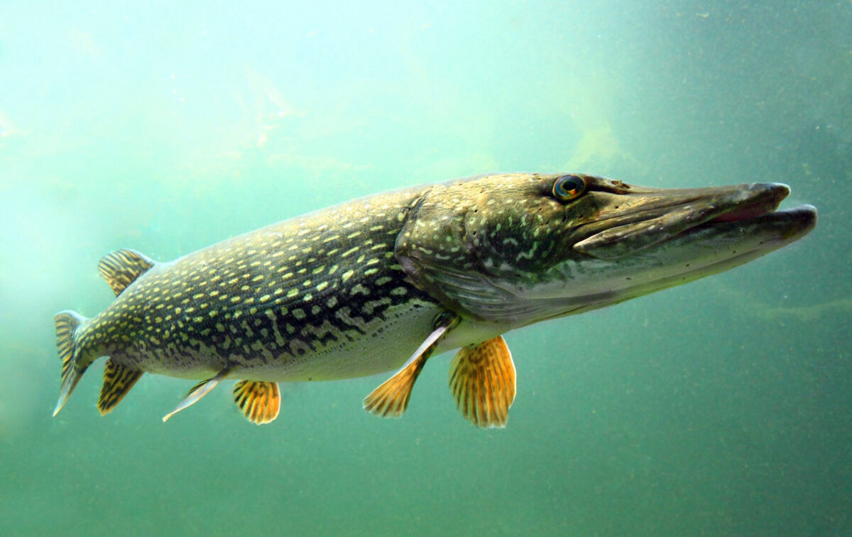 Щука является самым активным хищником в водоемах Евразии и Северной Америки