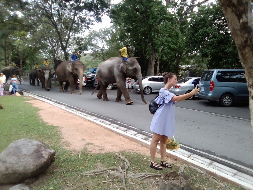 Самый большой зоопарк Таиланда Кхао Кхео. Слонов ведут "на работу" в их вольер. Из личной коллекции.