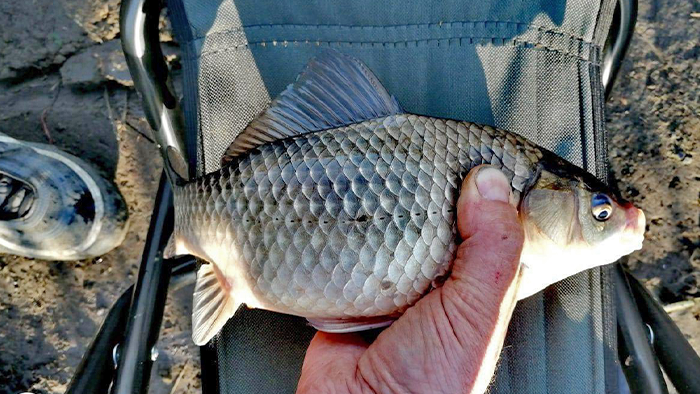 Карась, которого я поймал