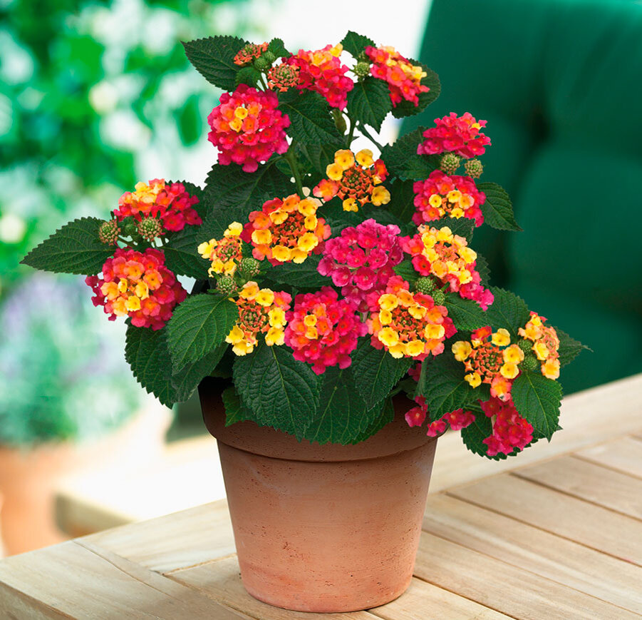 2 Фото Лантана Gem Compact Orange Fire