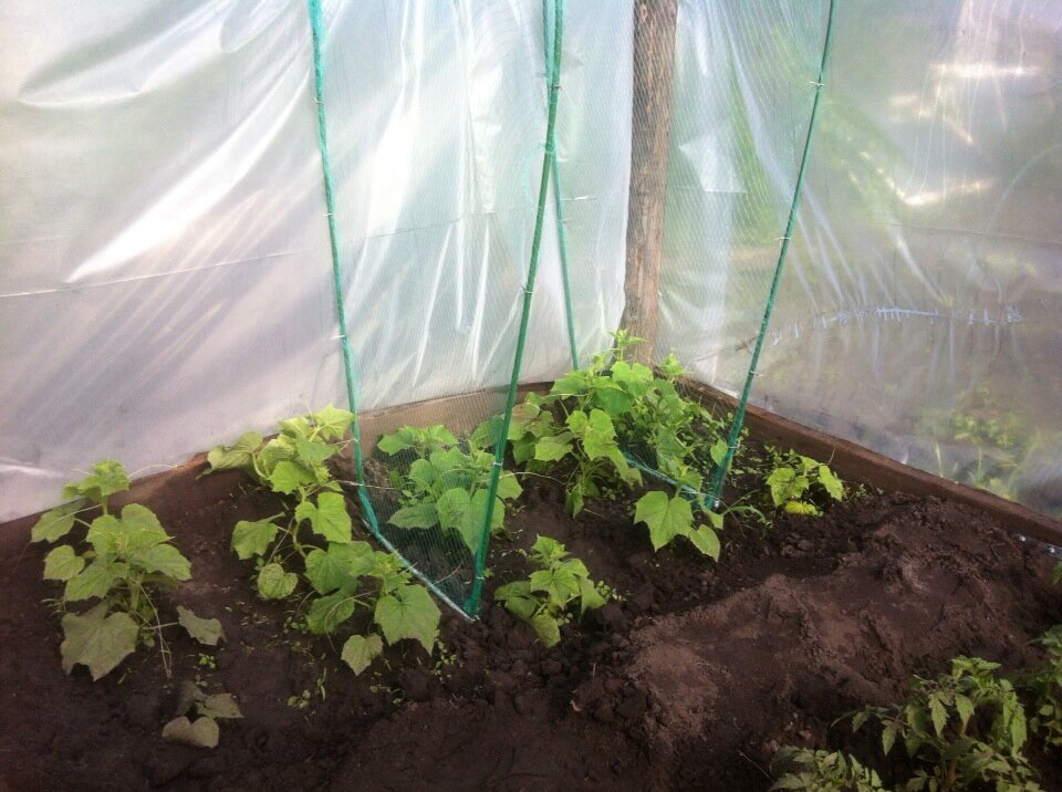 Вторая партия корнишонов, начнут плодоносить с конца мая