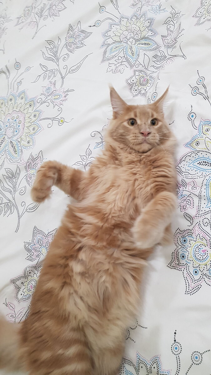 Наш пушистик. 7 месяцев.