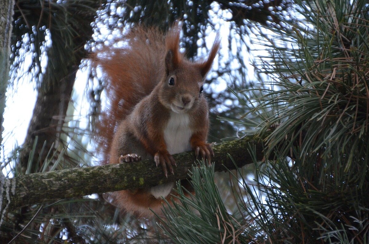 Фото DonMichele82 с сайта Pixabay 