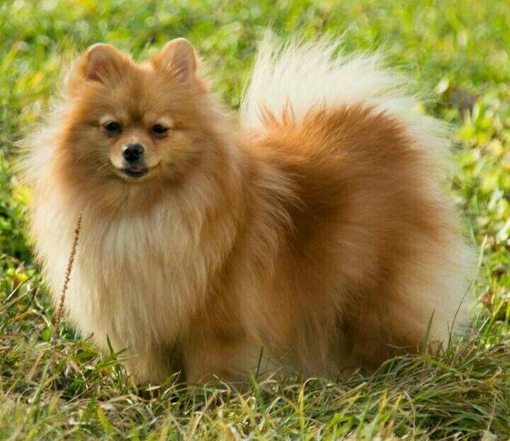 Шпиц классического типа