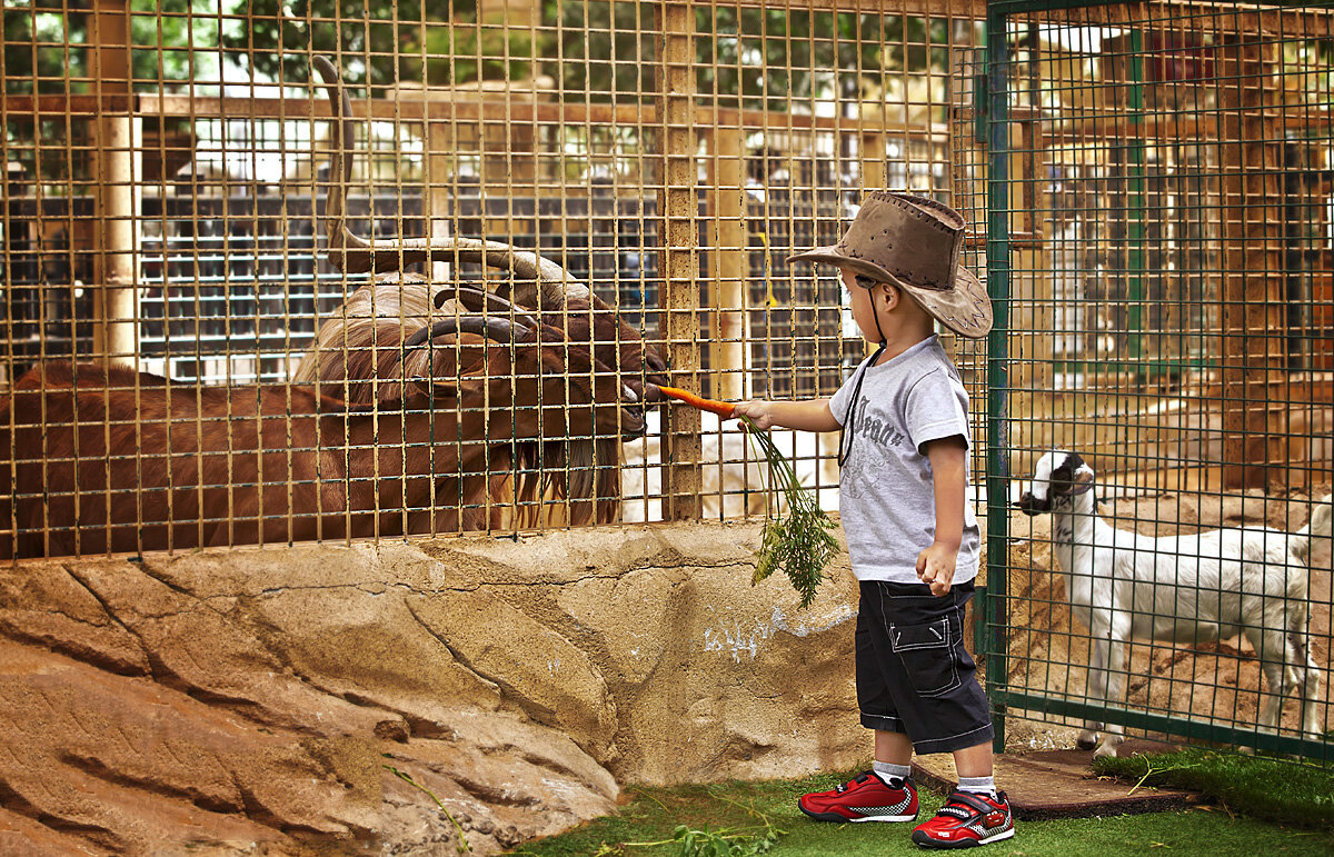 Зоопарк эмирата дубай. Дубайский зоопарк Dubai Zoo. Сафари парк Дубай. Сафари парк зоопарк в Дубае. Dubai Safari Park в Дубае.