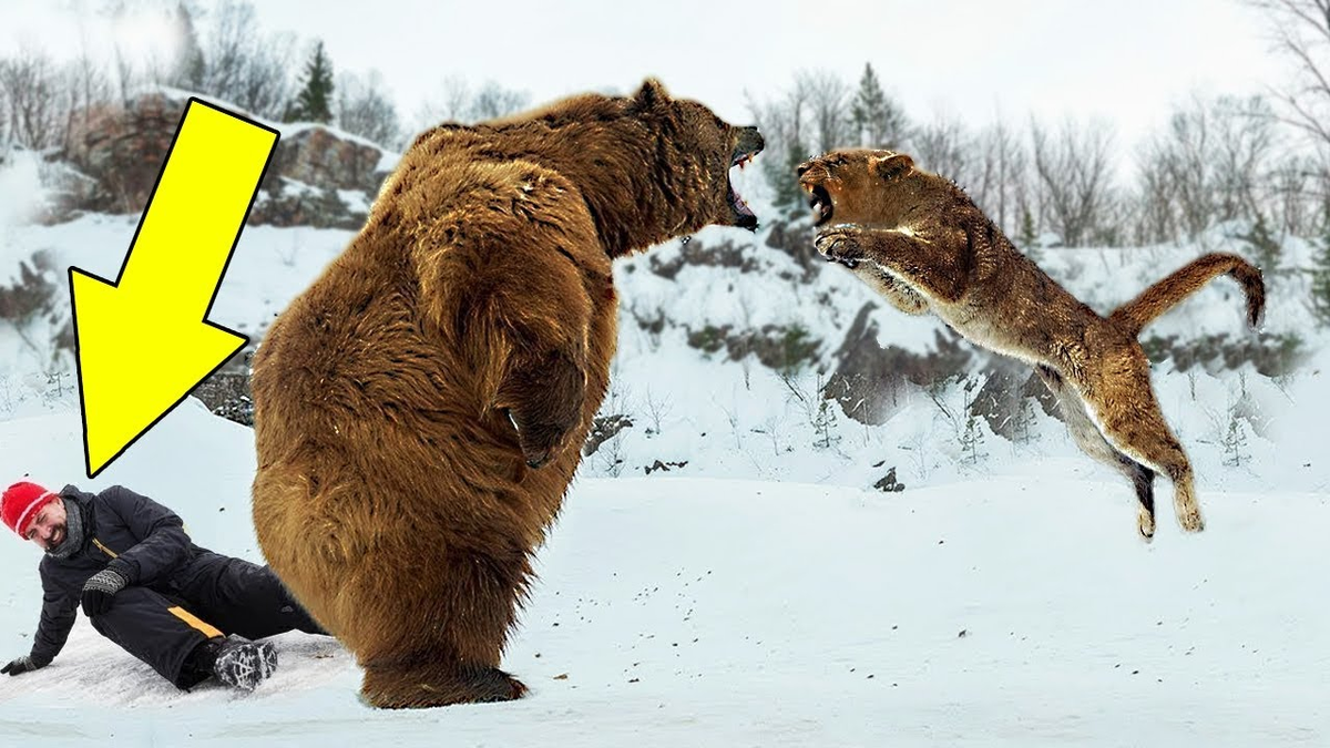 Wild human. Спасение диких животных. Спасение животных людьми. Животные которые спасли людей.