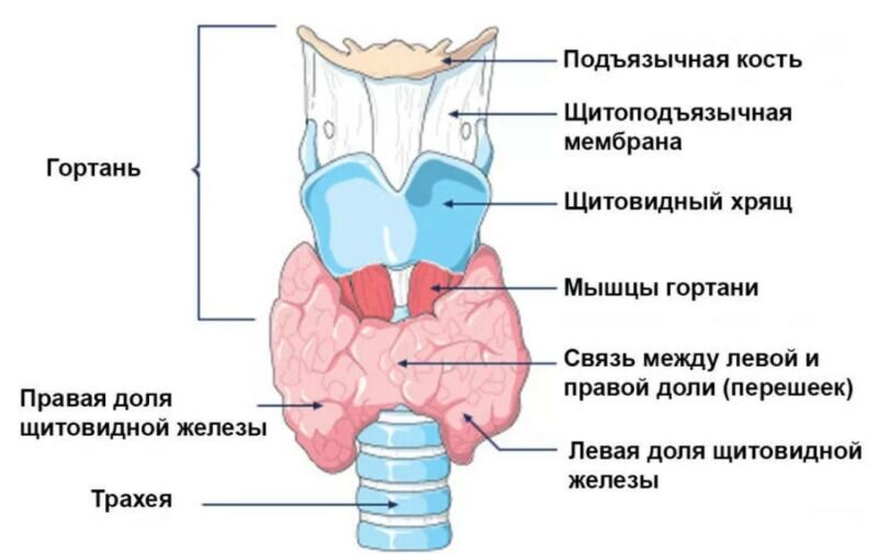 Фото  из интернета