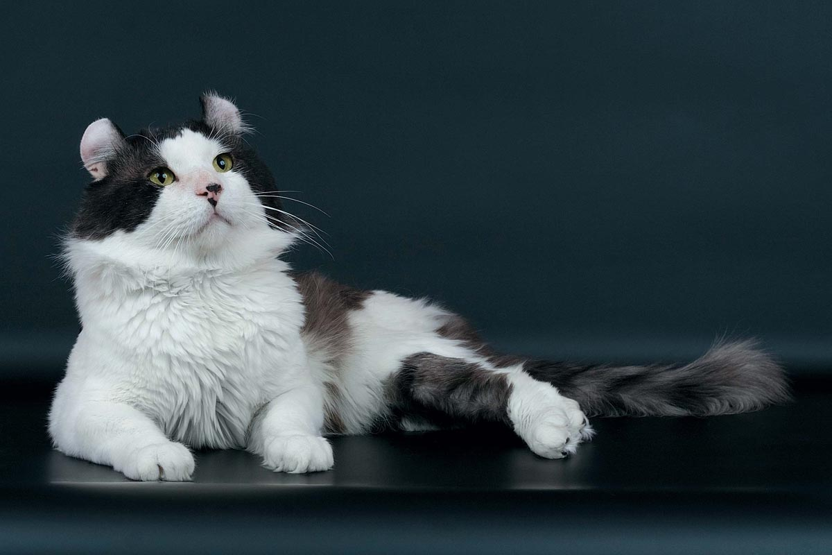 Яндекс Картинки 