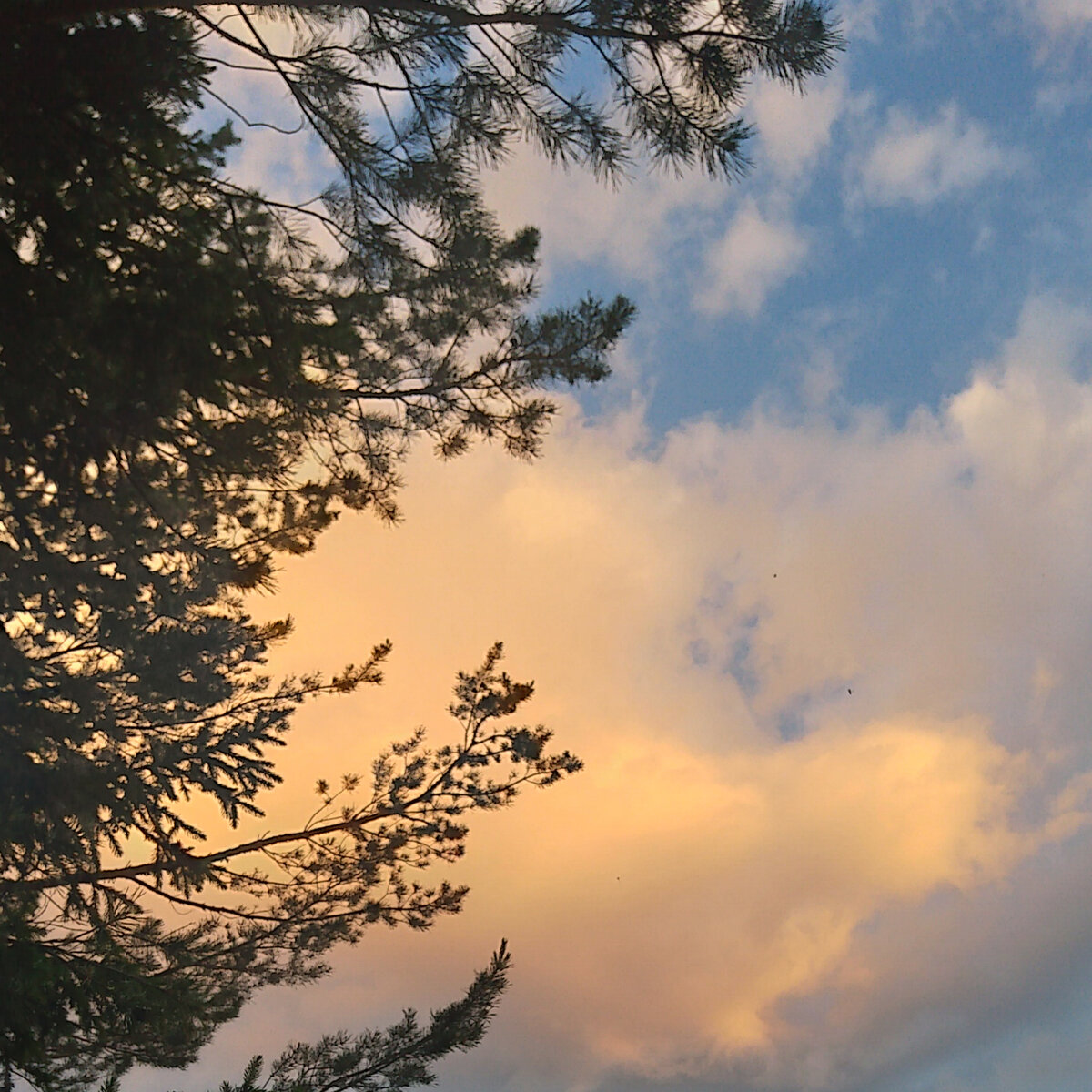 Рассветное ажурное