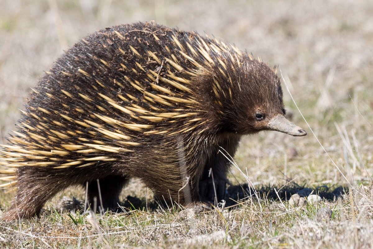 Австралийская ехидна. Короткоклювая ехидна. Ехидна в Австралии. Ехидна яйцекладущие млекопитающие.