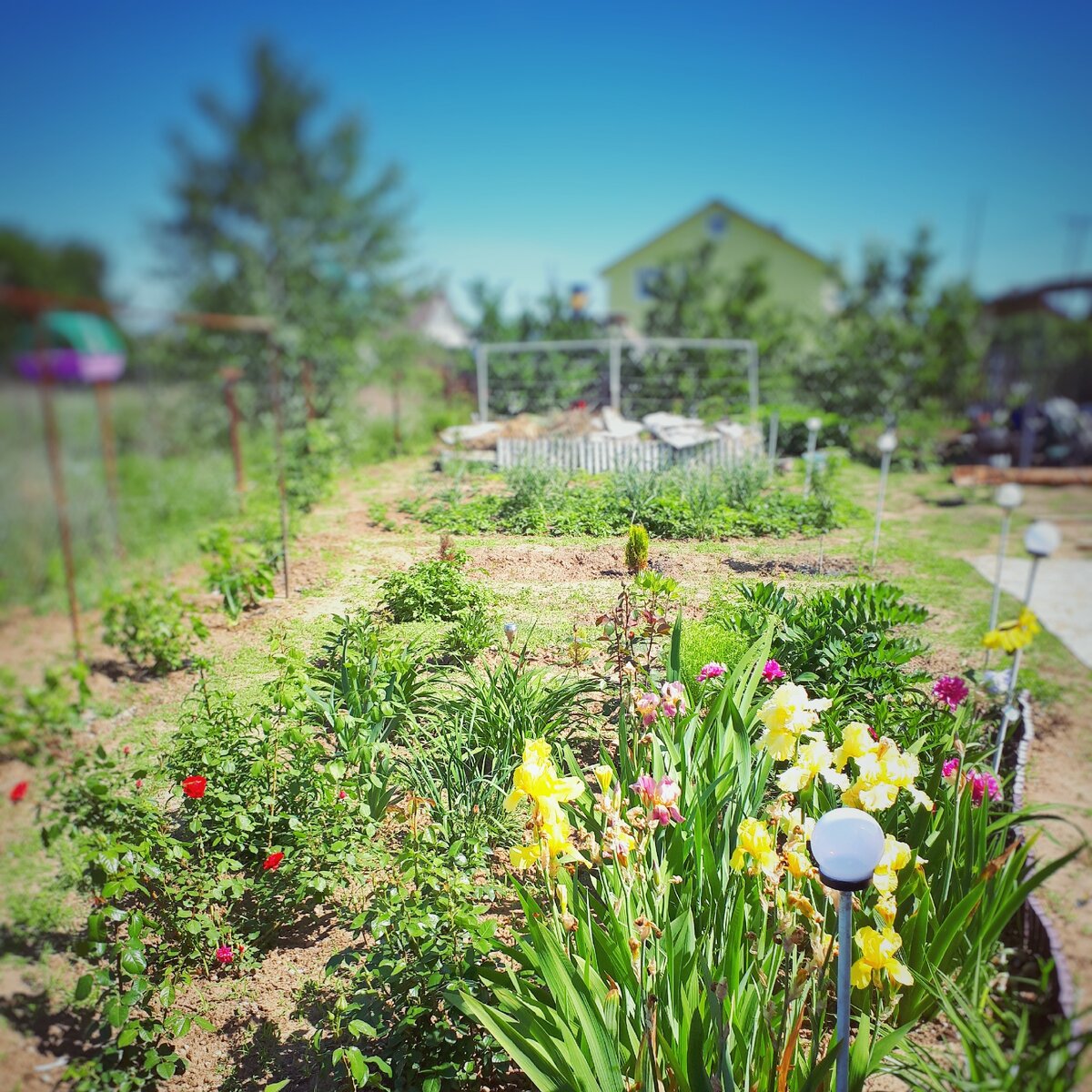 Мой Весенний сад