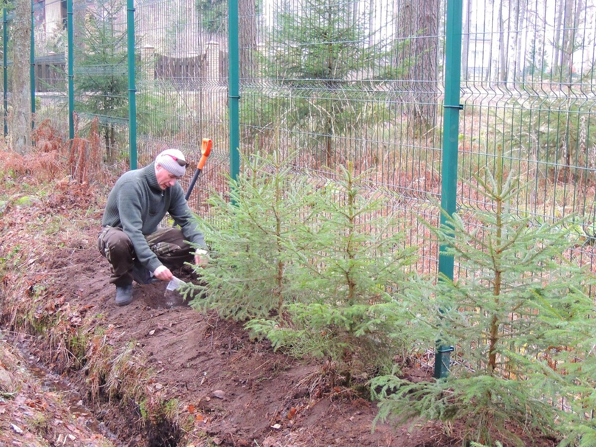 На фото я  засыпаю Фитоспорин-М в посадочные ямы и  потом ещё и проливаю им.