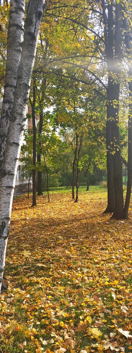 Золотая осень 