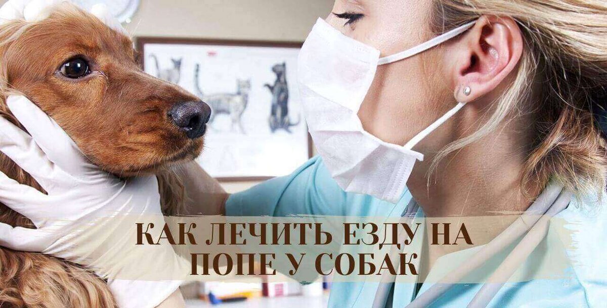 Что делать, если собака ездит на попе