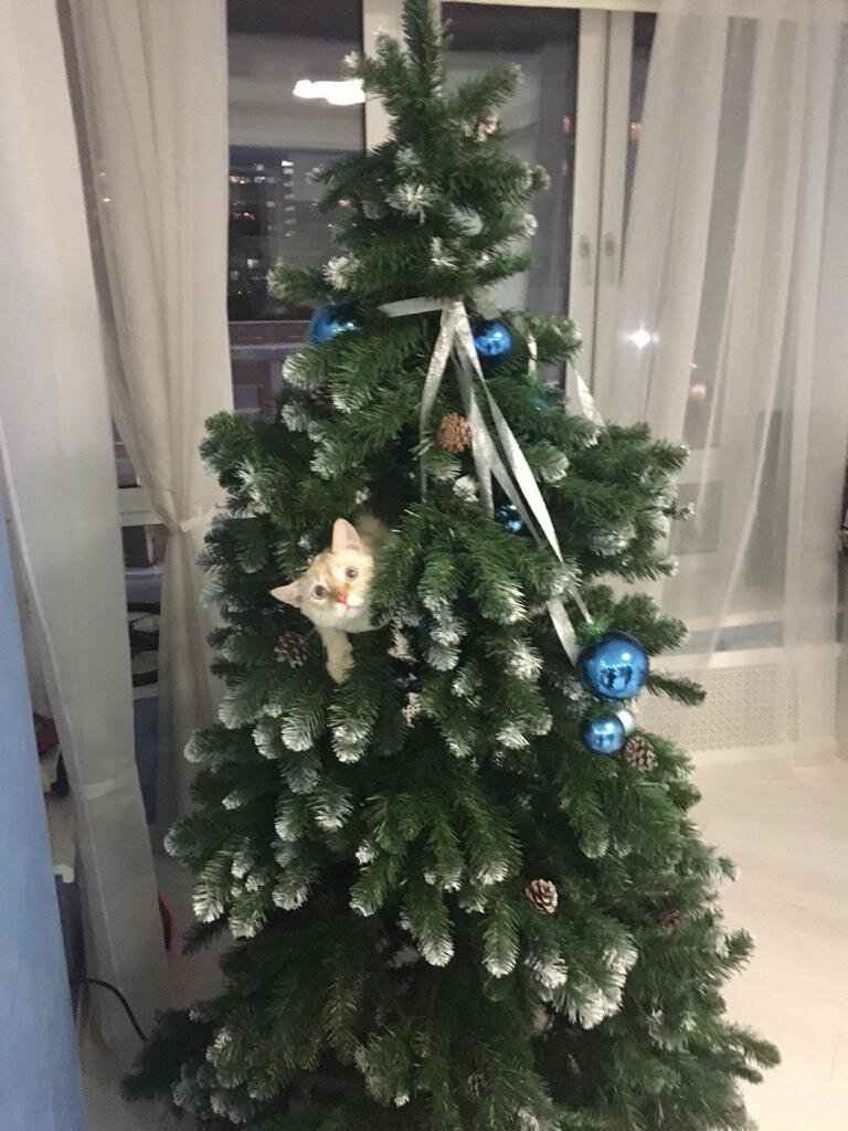 Фото: кот Яша на ёлке. Фото автора.