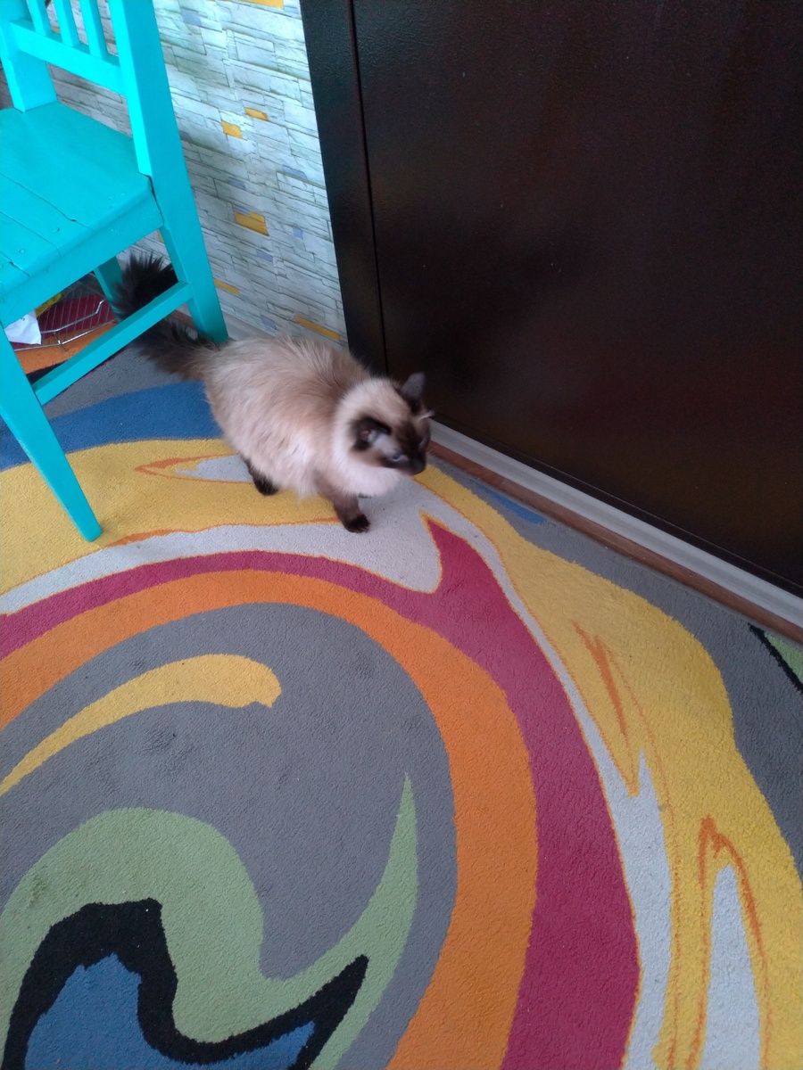 "Двери сначала открой котиньке!"