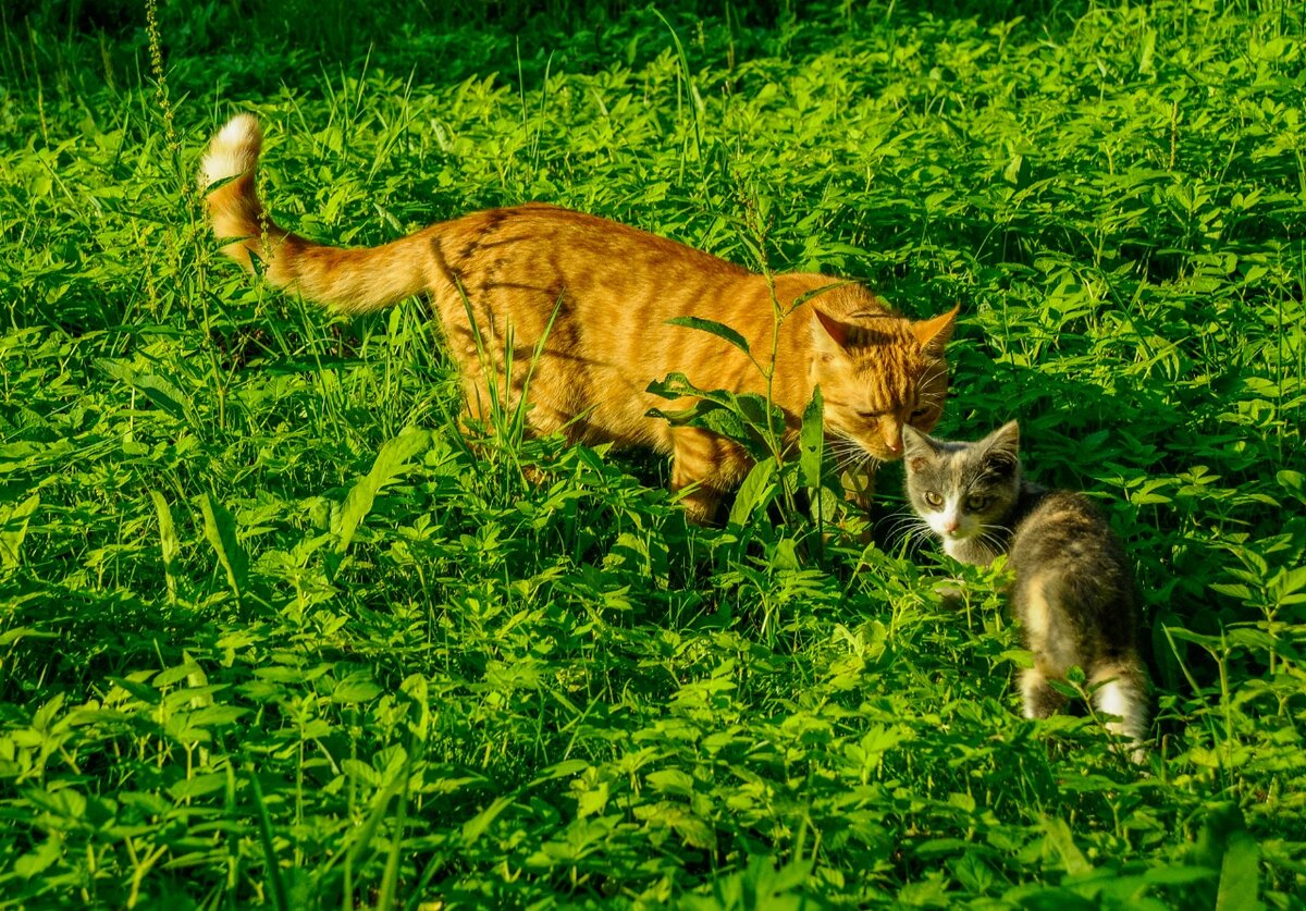 Коты дерутся. Коты дерутся на траве. Парные обои коты дерутся. Котигр.