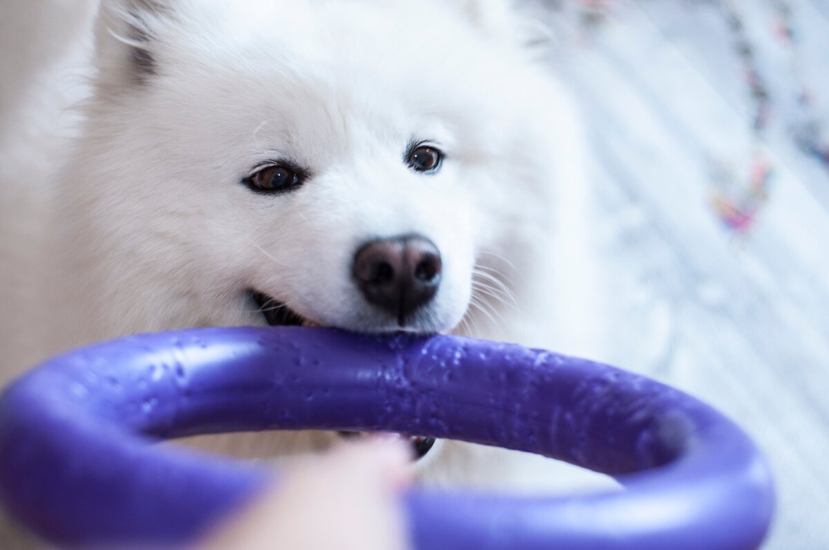 Шарлотта Самоед.