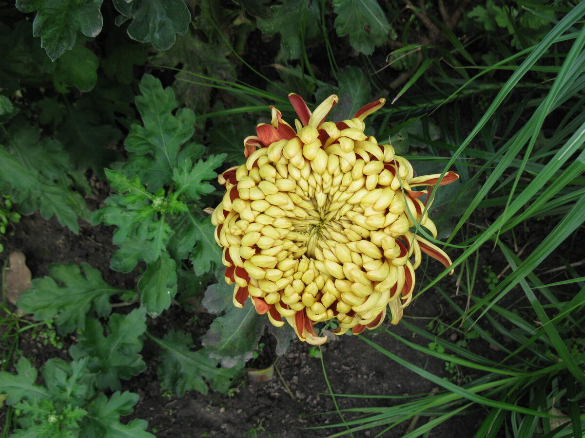 хризантема