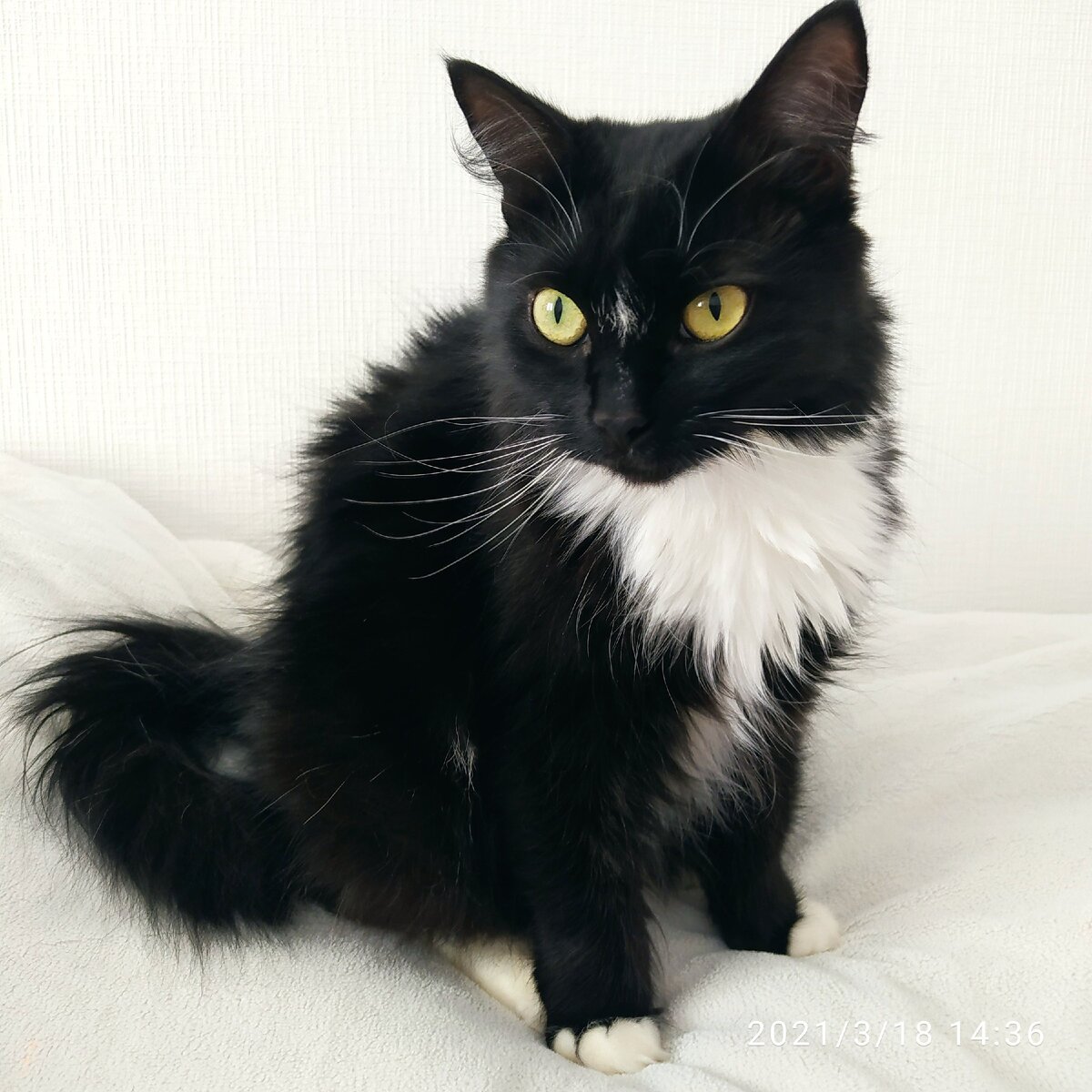 Киса-Миса, март 2021