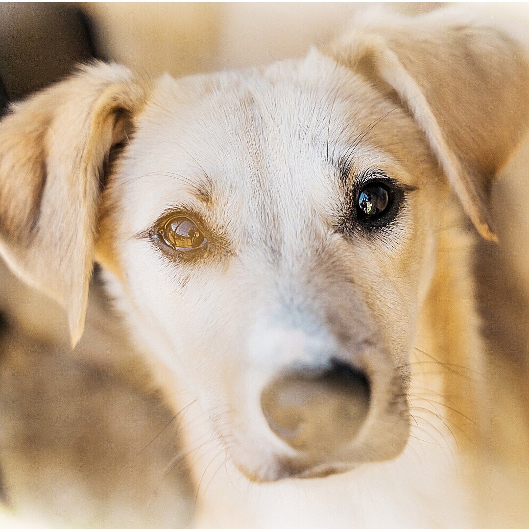 Луи из приюта для бездомных животных Омские хвостики